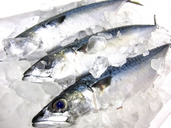 魚の写真